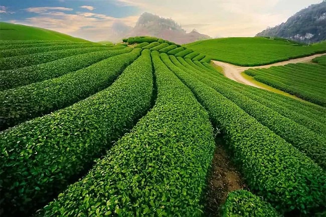 bột trà xanh thái nguyên
